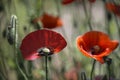 Poppy lawn.Unusual poppy on a dark background.