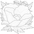 Poppy with leaves around. Flower.Coloring book antistress for children and adults Royalty Free Stock Photo