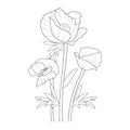 poppy line drawing, botanical poppy flower branch of leaf vector illustration, cute poppy flower pencil art