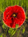 Poppy Royalty Free Stock Photo