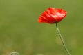 Peace, love and poppies