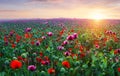 Poppy meadow in the beautiful light of the evening sun Royalty Free Stock Photo
