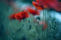 Poppy Meadow