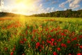 Poppy meadow landscape Royalty Free Stock Photo