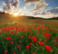 Poppy meadow landscape Royalty Free Stock Photo