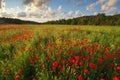 Poppy meadow landscape Royalty Free Stock Photo