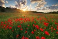 Poppy meadow landscape Royalty Free Stock Photo