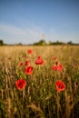 Poppy meadow in the light of the setting sun Royalty Free Stock Photo