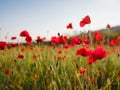 Poppy meadow in the light of the setting sun Royalty Free Stock Photo