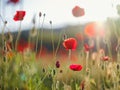 Poppy meadow in the light of the setting sun Royalty Free Stock Photo