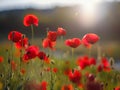 Poppy meadow in the light of the setting sun Royalty Free Stock Photo