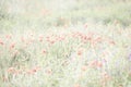Poppy meadow with lots of blossoms, abtract color as background