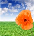 Poppy on a meadow in sunny day