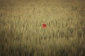 a poppy in the middle of a field, with the red flower clearly visible Royalty Free Stock Photo