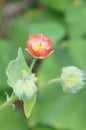 Poppy Moon flower Royalty Free Stock Photo