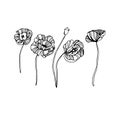 Poppy nature flower vector plant pattern drawing illustration design Royalty Free Stock Photo