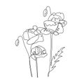 Poppy one line drawing. Continuous line flower. Hand-drawn illustration for logo, emblem and design card, poster. Vector Royalty Free Stock Photo