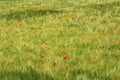 Poppies in a cornfield along Lac de Serre-Poncon, France