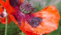 Poppy with open flower and capsule fruit Royalty Free Stock Photo