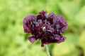 Poppy Papaver Paeoniflorum 'Black Peony' Royalty Free Stock Photo