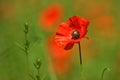 Poppy, Papaver rhoeas common names include corn poppy, corn rose, field poppy, Flanders poppy, red poppy, red weed, coquelicot Royalty Free Stock Photo