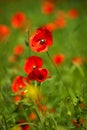Poppy, Papaver rhoeas common names include corn poppy, corn rose, field poppy, Flanders poppy, red poppy, red weed, coquelicot Royalty Free Stock Photo