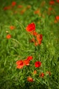 Poppy, Papaver rhoeas common names include corn poppy, corn rose, field poppy, Flanders poppy, red poppy, red weed, coquelicot