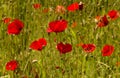 Poppy papaver rhoeas grows in a meadow