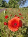 Poppy Path Paradise Royalty Free Stock Photo