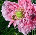 Poppy peony with a bee gathering nectar closeup Royalty Free Stock Photo