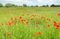 Poppy Perennial Flowers. Pictures of poppies flowers. Blooming red poppies flowers with wildflowers meadow.