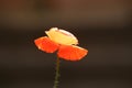 Poppy petals starting to droop