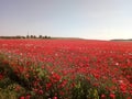 Poppy plant fields