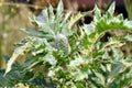 Poppy leaves with an unopened flower. Royalty Free Stock Photo