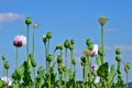 Poppy plant papaver somniferum Royalty Free Stock Photo