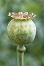 Poppy pod - Poppy head