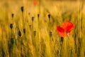 Poppy and Pods Royalty Free Stock Photo