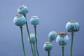 Poppy pods in periwinkle Royalty Free Stock Photo