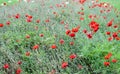 The Poppy or poppies world war one in belgium flanders fields Royalty Free Stock Photo