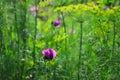 Poppy purple flower Fresh, Wildflower , flowers, green background Royalty Free Stock Photo