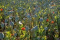 Poppy and real poppy flowers