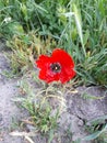 poppy red Royalty Free Stock Photo