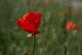 poppy red flower field background green outdoor springtime fields Royalty Free Stock Photo