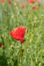 poppy red flower field background green outdoor flowers blooming Royalty Free Stock Photo