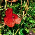 #poppy #red #flower #nature #poppyflower