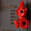 Poppy red flower to tribute to the veteran soldier in the war Royalty Free Stock Photo