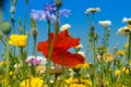 Poppy or red Papaver flower Royalty Free Stock Photo