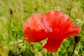 Poppy - Red Poppy Flower - red corn poppy flowers Royalty Free Stock Photo