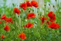 poppy. red poppy. Flowers Red poppies blossom on wild field. Beautiful field red poppies with selective focus Royalty Free Stock Photo