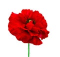 poppy. red poppy isolated on white background.red poppy. beautiful single flower head. red ranunculus isolated on white background Royalty Free Stock Photo